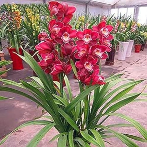 Cymbidium Orchid bulbi,Orchidea del cymbidium,cymbidium pianta vera,Piante erbacee perenni,Ambiente paesaggistico,Decorazione del giardino(non fiori artificiali,senza semi)-5 bulbi-F