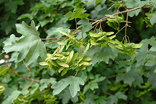 Feldahorn Acer campestre 80-100 cm Heckenpflanze winterhart | Schnittvertraeglich, ideal fuer Formhecken, robust, bienenfreundlich, sonnig bis halbschattig, heimisches Laubgehoelz