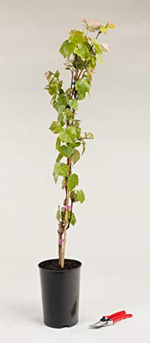 Tafeltraube Isabella - Weintraube Weinrebe Vitis Isabella 80-100 cm hoch - Garten von Ehren