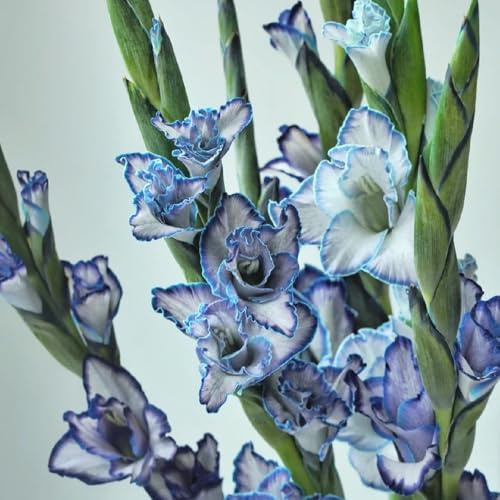 bulbi di gladiola resistente - in vaso esterno giardino interno esotiche 4pcs