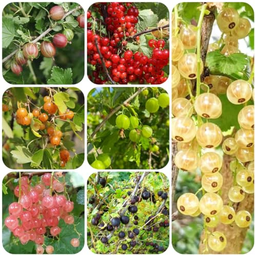 grosellas, espinosas - sostenibles de bayas de Cultivo verdes, interior rápido crecimiento bancal elevado 420semillas