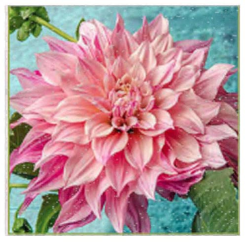 Café Au Lait Royal Dahlia - 5 Gallon Size Bare Root Tuber - Lavish Purple-Pink Blooms for Spring Planting 2025 - Large Tuber for Spectacular Gardens
