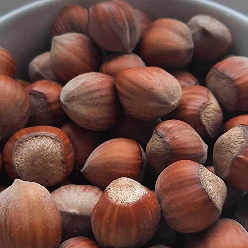 Noisetier Catalan 2L - Fertile et très facile à cultiver