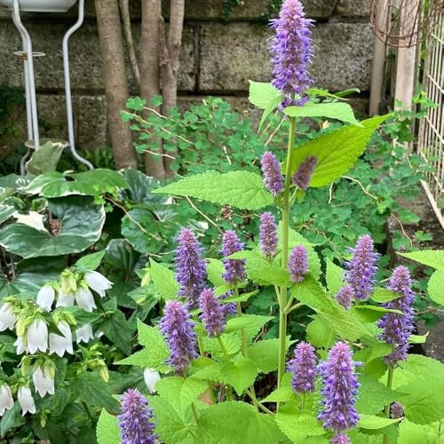 semi di ortica profumata, balcone giardino resistenti, perenni, 200pcs