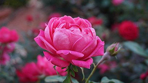 'Mum in a Million' Garden Rose Bush in 5.5L Pot (Live Plants)