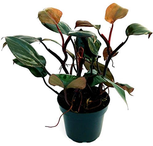 POWERS TO FLOWERS - PHILODENDRON, MONSTERA, NEW RED, pianta vera