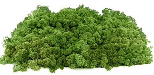 INMO Moos - Islandmoos echtes Natur Moos konserviert 1 KG Waldgrün. Dekomoos zum Basteln, Moosbild, Wand-Bilder, Wanddeko, Modellbau weitere Farben und Mengen zur Auswahl 40g - 500g 1 KG - 4 KG