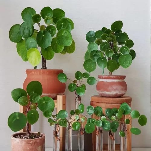 Pilea PeperomioidesSamen - kräuterpflanzen ziergras winterhart mehrjährig balkon bio luftreinigende zimmerpflanzen kräutergarten 450pcs