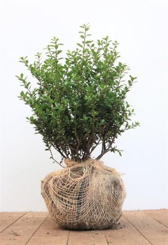 Japanische Stechpalme Ilex crenata Dark Star 40-50 cm immergrün winterhart | Buchsbaum-Alternative, dichter Wuchs, sonnig bis halbschattig, pflegeleicht, ideal für Formschnitt und Einfassungen