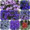 semi di levistico perenne resistente - bonsai prato Semi Lobelia piante decorative per aiuole rialzate 250pcs