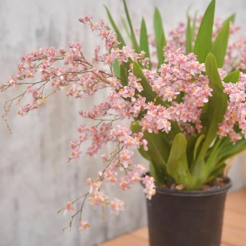 Semi di orchidea Oncidium, da balcone Oncidium hybridum, semi di da giardino roccioso d'appartamento da ufficio 550pcs