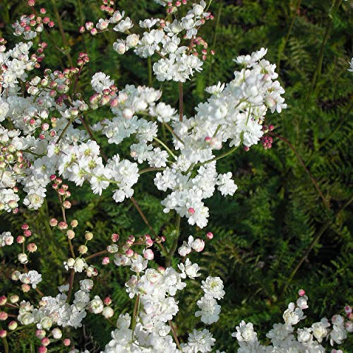 Blumixx Stauden Filipendula vulgaris 'Plena' - Kleines Mädesüß, im 0,5 Liter Topf, weiß blühend