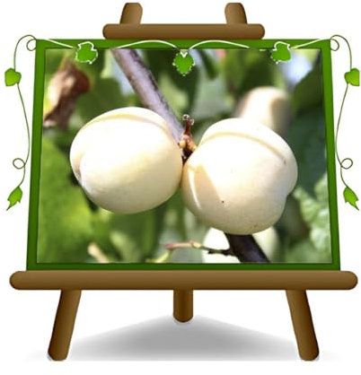 EURO PLANTS VIVAI Prunier Genova plante fruitière ancienne en pot 20 cm hauteur 150~170 cm - Âge 2 ans