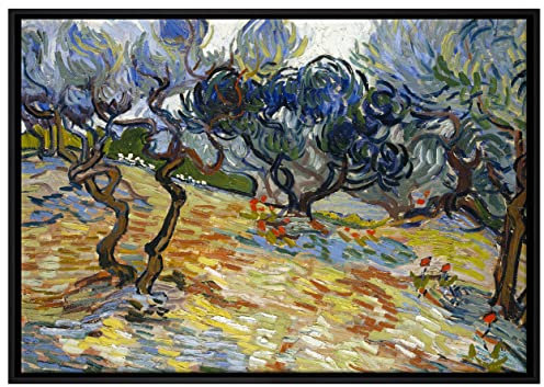 Pixxprint Vincent Van Gogh - Oliven-Bäume Leinwandbild 100x70 cm im Bilderahmen, Wandbild, Schattenfugenrahmen, Kein Poster