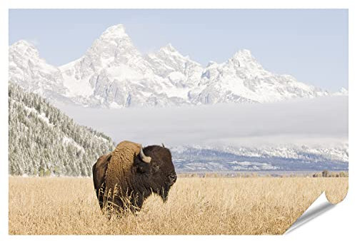islandburner XXL Bild Poster Bison Grand Teton Berge Premium Bilder Fotodruck INOA-PKL
