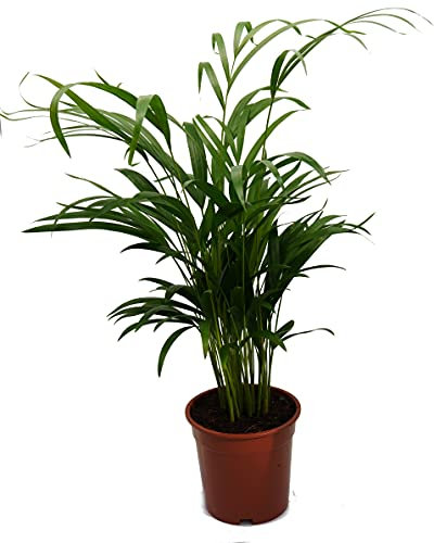Goldfruchtpalme, Areca Palme, (Areca Chrysalidocarpus) Zimmerpalme, Zimmerpflanze, (ca. 60cm hoch, im 17cm Topf)