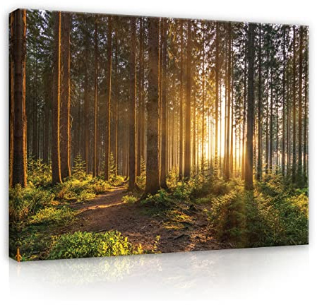 WallArena Leinwand Bilder 80x60 cm | Wald, Leinwandbilder, Bild auf leinwand, Format: 80x60 cm (BxH) - einteilig auf Canvas Leinwand. Das Leinwand Bilder