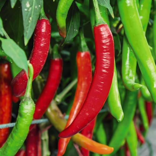 Pepper Chilli Sizzler F1 - Compact Pot Jalapeno Seeds for Abundant Gardening - Prolific and Early Fruiting, Ideal for Containers - Medium-Hot Culinary Delights - 1x Seed Packet by Thompson & Morgan