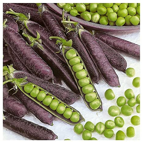 Buy4seeds 50 Seeds Pea Purple blauwschokker Easy to Grow