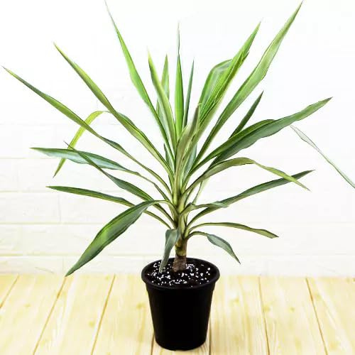 50pcs Yucca Plant Seeds