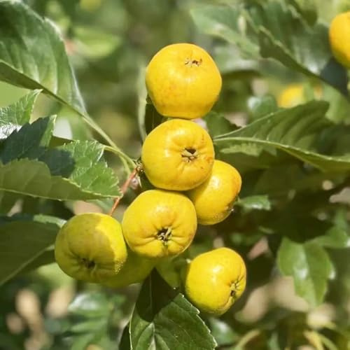 Semi di biancospino、vaso per,albero per giardino da frutto colonnari,semi di giardino to,regali per gli amanti del giardino 50pcs