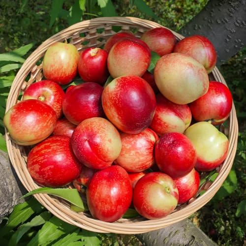 Nektarinenbaum säulenobstbäume bio obstbaum hochbeet balkon dekopflanzen zwergobstbäume gartenpflanzen baumsamen topfpflanzen zimmerpflanze winterharte kübelpflanzen wildkräuter 8samen