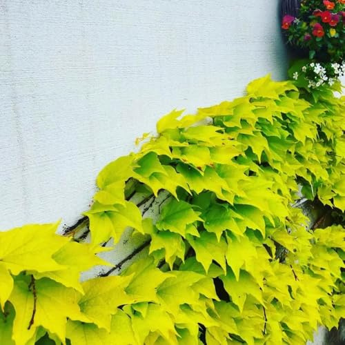 wilder wein, jungfernrebe - herbstpflanzen winterhart blühend Parthenocissus tricuspidata gartendeko für draußen grünpflanzen zimmerpflanzen rankpflanzen zimmerbonsai balkon für 400samen