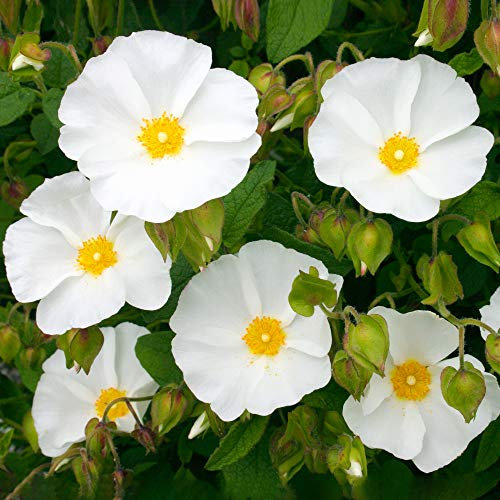 Cistus corbariensis Dense Bushy Evergreen Flowering Potted Garden Shrub (20-30cm (Incl. Pot))