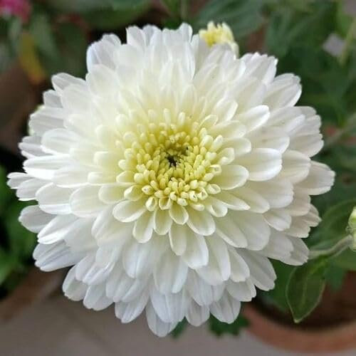 New Giant Chrysanthemum Flower Seeds White 100pcs