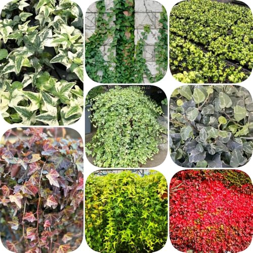Semi di edera - decorazioni da giardino per esterni giardino aromatiche raro da balcone rampicanti resistenti esotico appartamento facili curare per 500pcs