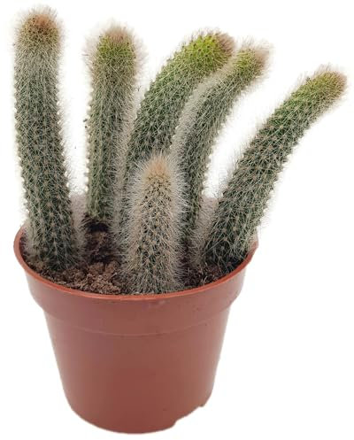 Fangblatt - Hildewintera colademononis - Affenschwanz-Kaktus im Ø 9 cm Topf - exotische Zimmerpflanze - seltene Sukkulente