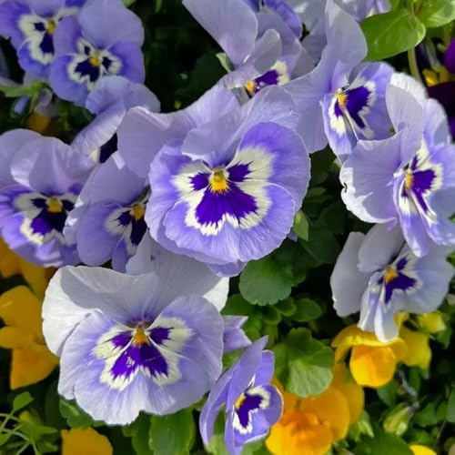 semi di viola del pensiero, acquistarere di viola del pensiero Viola tricolore, regali sostenibili per esterno resistenti all'inverno regali per gli amanti del giardino 1000pcs