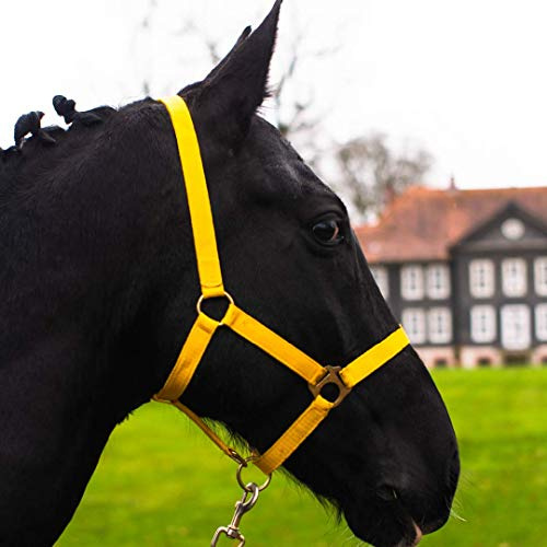 Pferdelinis Halfter für Pferd Warmblut, Vollblut, Kaltblut – Stallhalfter, Weidehalfter, 2 Fach verstellbar an Kinnriemen und Genickstück, sicher & reißfest (Gelb, Kaltblut)