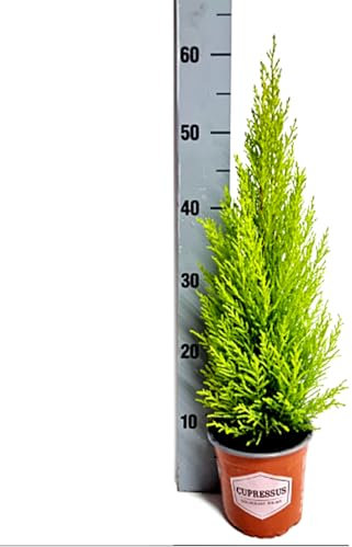 Planta 60 cm Cupressus Gold Crest, Cipres Pino Aroma Limón. Segura Garden. Embellece el jardín con su follaje verde, actúa como cortavientos natural