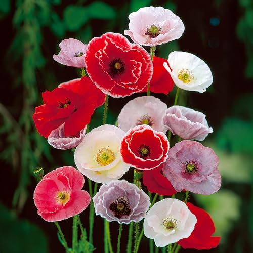 GardenersDream 3x Papaver Pflanzen im Topf – Farbenfrohe Orientalische Mohnblumen Gartenpflanzen – Winterharte Mehrjährige Blühende Sträucher für den Außenbereich (inkl. 11 cm Topf)