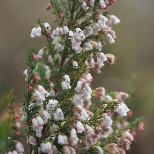 Heidekraut, blühende sträucher winterhart büropflanzen dekopflanzen blumensamen balkonpflanzen stauden winterhart mehrjährig seltene zimmerpflanzen kräuterpflanzen geschenke für 250Samen