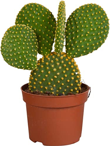 Cactus Mickey Mouse Opuntia Microdasys Planta Interior y Exterior