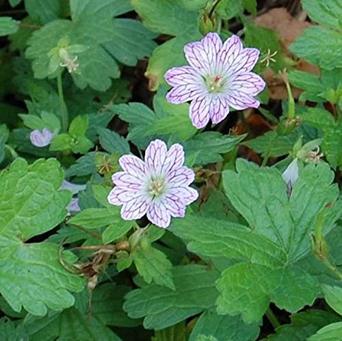 veränderlicher Storchenschnabel - Geranium versicolor - lebende Gartenpflanze aus den Baumschulen