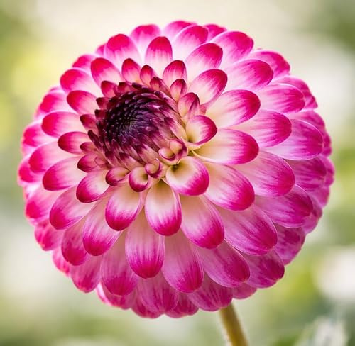 Dahlienknollen - Little Robert - Weiße und rosa Dahlie - 10 Knollen