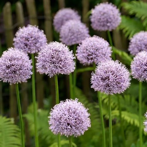 allium resistentes puerro gigante resistentes jardines rocas jardín reverdecimiento tejados 25bulbos