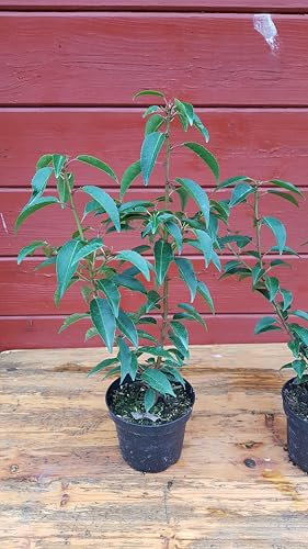 Portugiesische Lorbeerkirsche Prunus lusitanica Angustifolia T.B. 1,3 L 20-30 cm 75 Stück