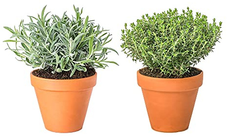 DECOALIVE Lavanda y Tomillo con Maceta de Cerámica Plantas Aromáticas Naturales