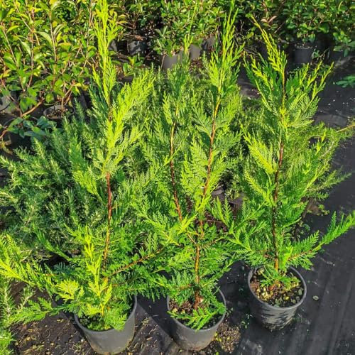 Cupressocyparis leylandii, 8 piante con altezza 60/80 cm, vaso Ø18, per una siepe da 4 a 7 metri lineari, Cipresso di Leyland