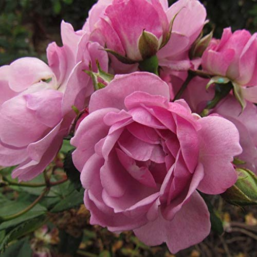 Lilac Bouquet -5.5lt Potted Rambling Rose Near toThornless Repeat Rambler! Purple/Lilac Blooms, Repeat Flowering