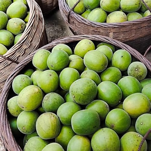 semillas de siraitia grosvenorii, para lugares soleados, enredaderas para decorar cercas resistentes al aire libre fresca, 75pcs