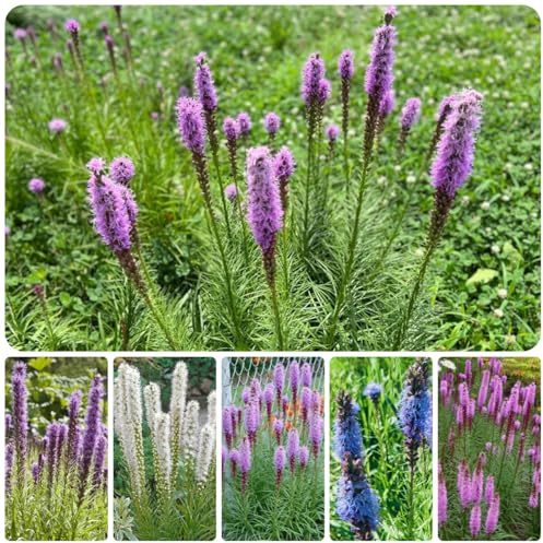 semi di speronella per luoghi soleggiati di recisi, crescita decorativi, resistenti all'esterno resistenti per il giardino, 125pcs