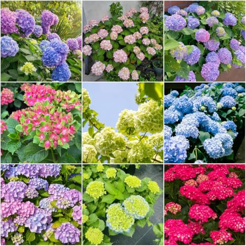 semi di ortensia - per esterno balcone balcone resistenti giardino resistenti semi interni esotici perenni 35pcs
