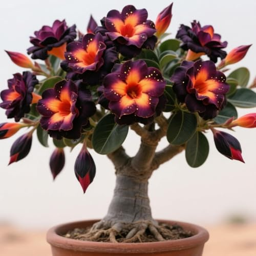 Bulbi di rosa del deserto Robusti e Ideali per Giardini, Balconi e Vasi Decorativi-1 rizoma-C