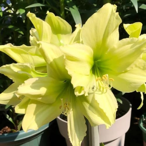 bulbi Amaryllis - Hippeastrum rutilum selvatici Letti elevati per giardino di interni esotici giardino di ombra, resistenti perenni resistenti 2pcs