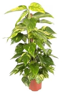 Poto Tutor Natural Planta Tropical en Maceta de 15cm